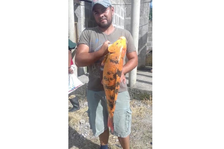 Inédito hallazgo de Pez Carpa en el Lago Cocibolca