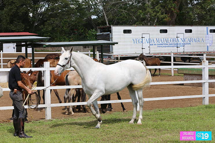 Venta De Caballos En Nicaragua