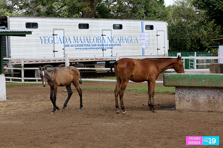 Venta De Caballos En Nicaragua