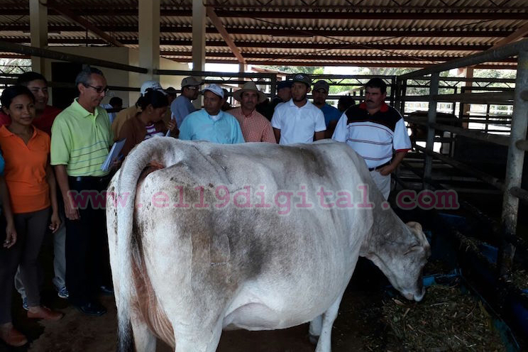 Nicaragua apuesta por inseminación artificial para mejorar producción de vacas y cerdos