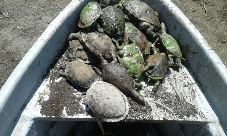 Encuentran tortugas muertas en Laguna de Tiscapa