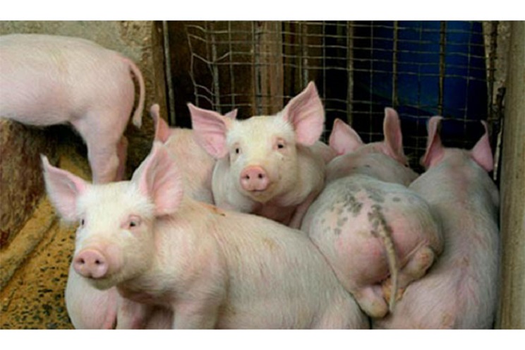 Sector porcicultor reporta incremento en producción 
