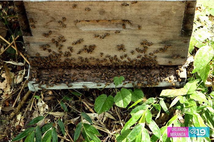 Matagalpino muere picado por abejas