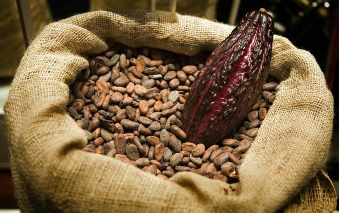 Nicaragua participará en el primer salón de cacao centroamericano en Europa