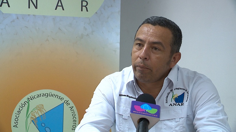 Producción de arroz va en aumento