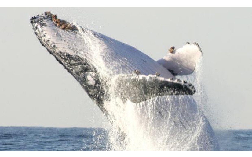 La ciencia explica por qué las ballenas crecieron tanto