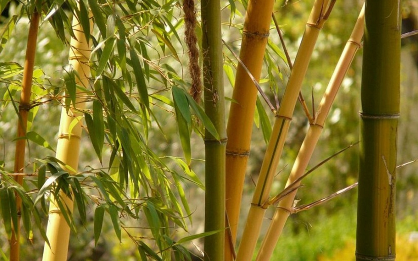 Nicaragua: Promueven siembra de bambú 