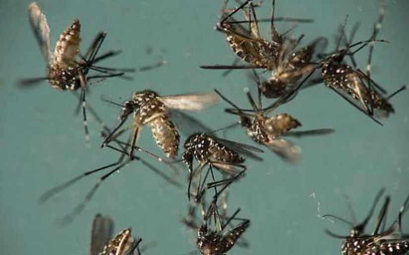 Google liberará 20 millones de mosquitos modificados para combatir el zika