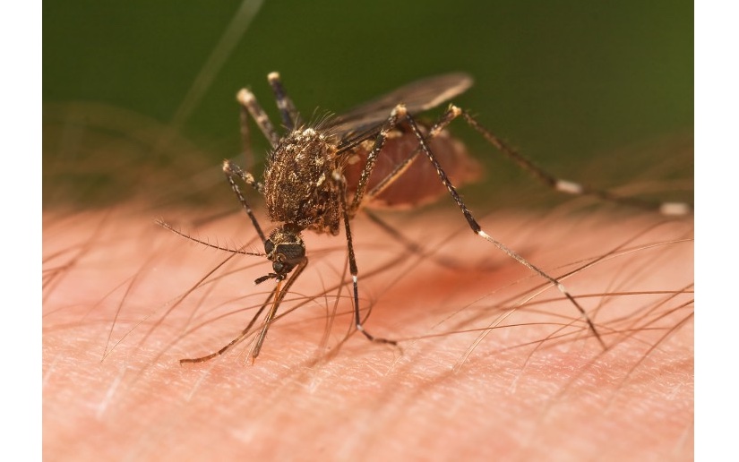 Sri Lanka vive una epidemia de dengue 'sin precedentes'