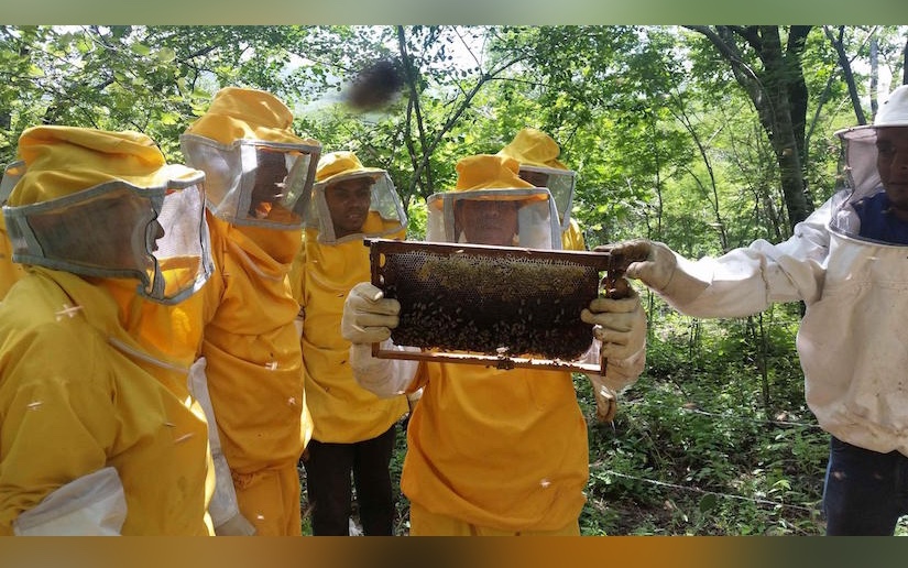 Agencia finlandesa colabora con pequeños apicultores nicaragüenses