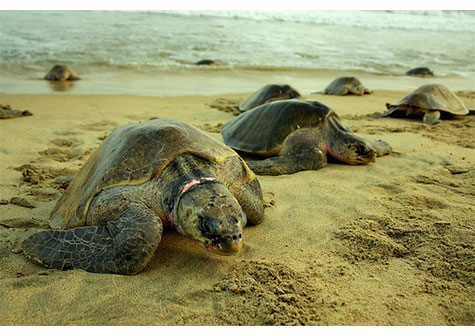 Desmiente Nicaragua muerte masiva de tortugas en playas del Pacífico
