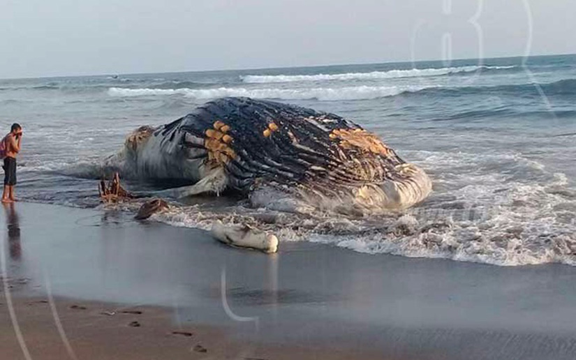 Encuentran ballena jorobada en las costas de Jiquilillo, Chinandega