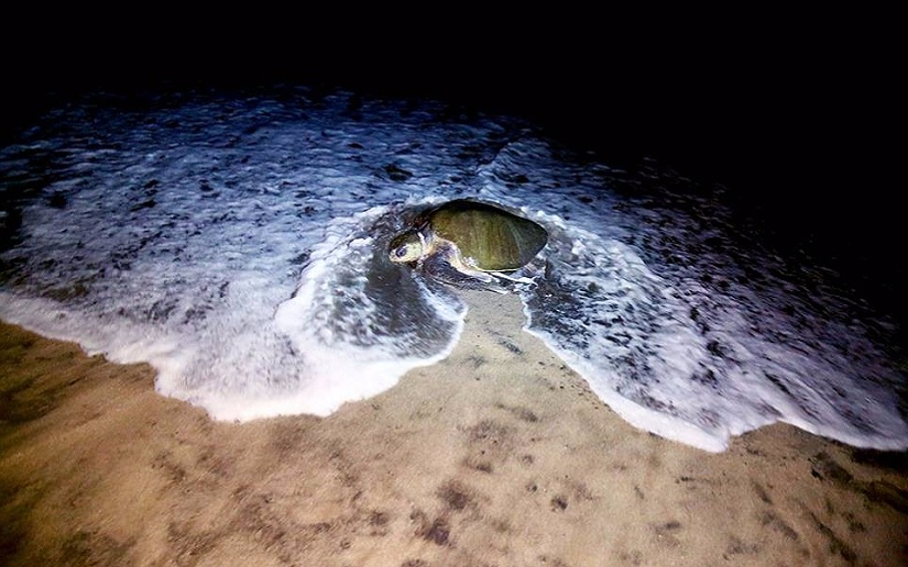 MARENA investiga muerte de tortugas en Carazo