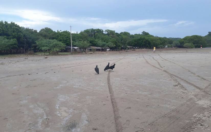 Pobladores confirman aparición de tortugas muertas entre La Boquita y Masapa