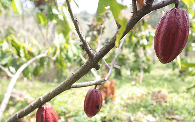 Compañera Rosario destaca congreso internacional sobre el cacao nicaragüense