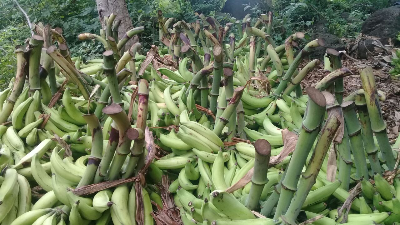 Productores de plátanos de Ometepe están sacando su producción