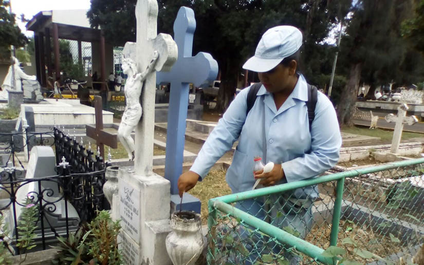 ﻿Brigadas de salud eliminan criaderos de zancudos en cementerios