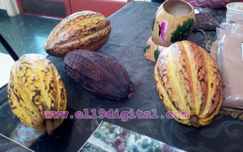 Presentan clon de cacao Pacayita
