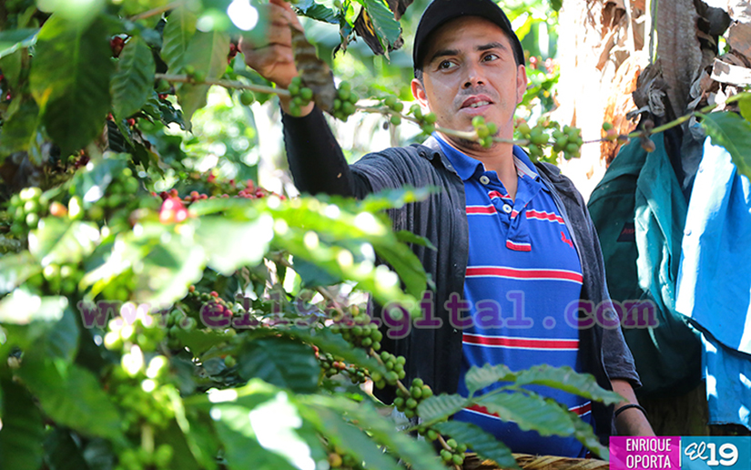 Productores de café de Matagalpa piden poner fin a los tranques