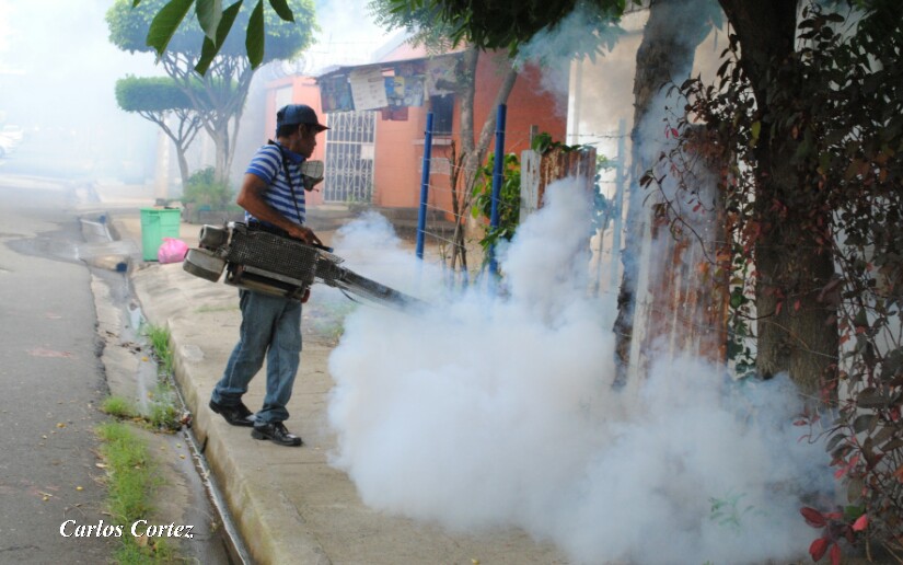 Acciones a tomar en cuenta para eliminar el mosquito transmisor de enfermedades
