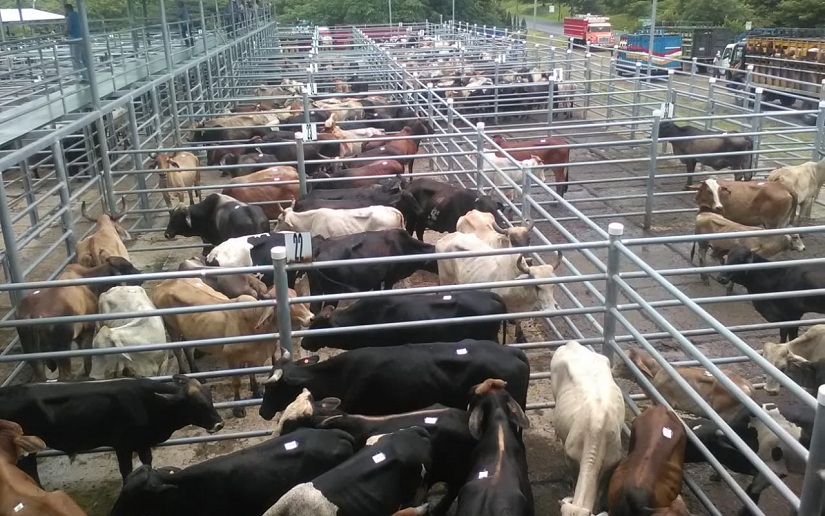Exitosa venta de reses en feria ganadera de Chontales