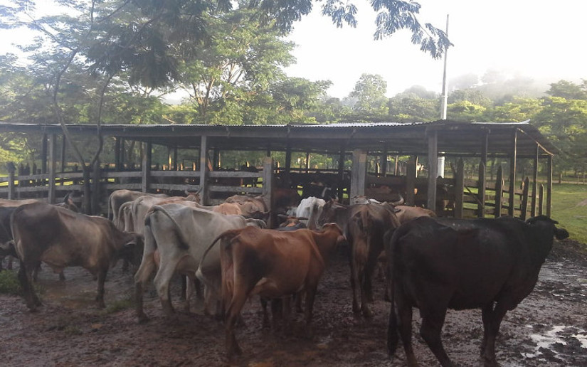 Intensa actividad ganadera en Siuna
