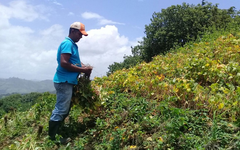 Productores de Quilalí en plena faena en tiempos de tranquilidad