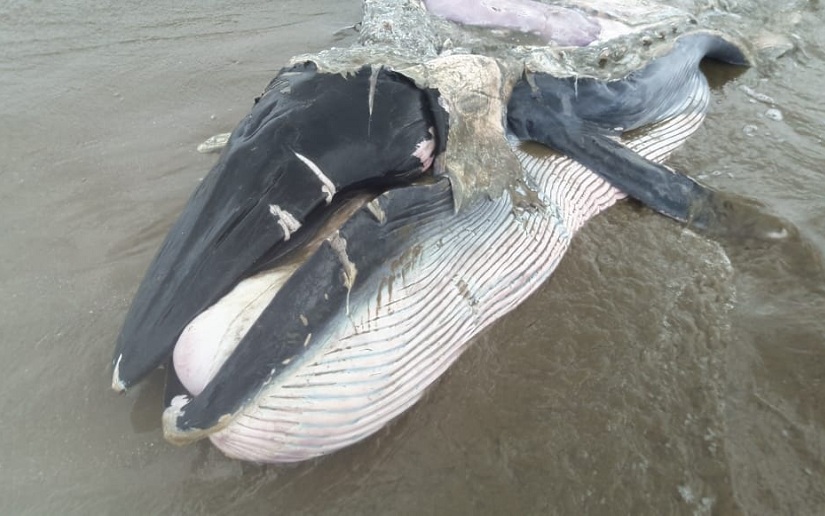 Aparece ballena muerta en playa de Pochomil