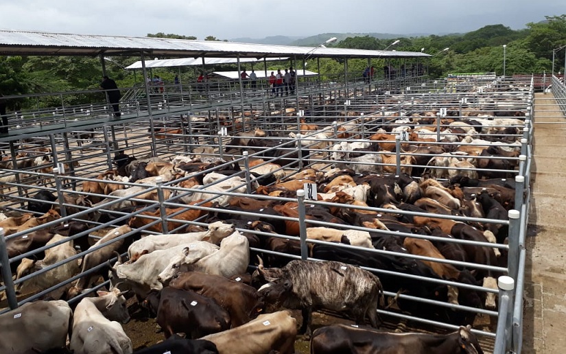 Exitosa subasta de ganado en Chontales