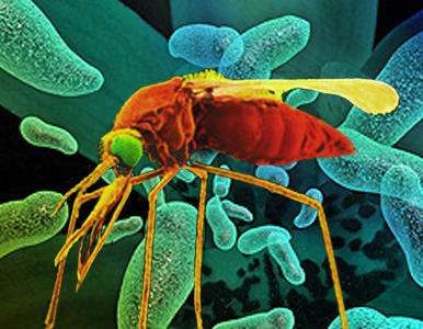 Wolbachia, la bacteria que podría ganar la batalla al dengue