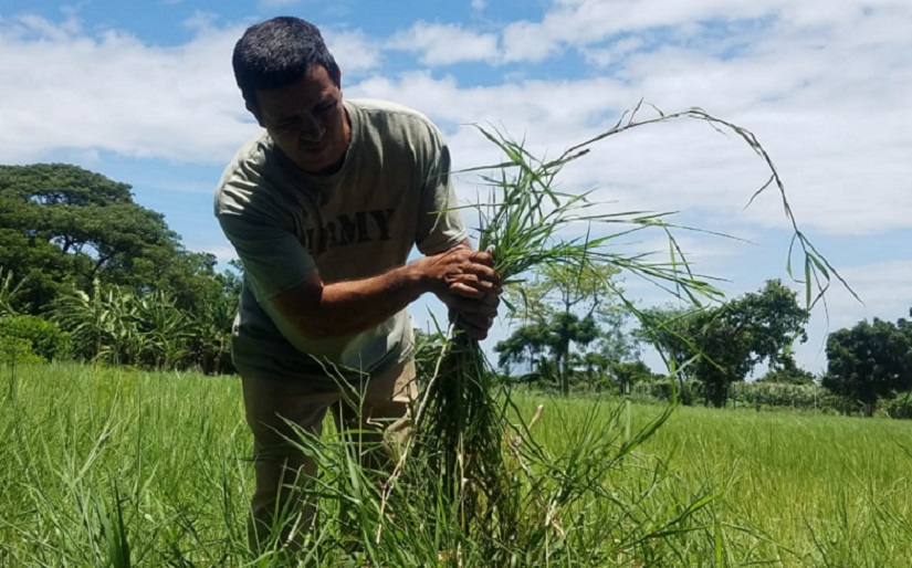 Gobierno y productores surcan los fértiles campos de una Nicaragua de Paz, Trabajo y Prosperidad 