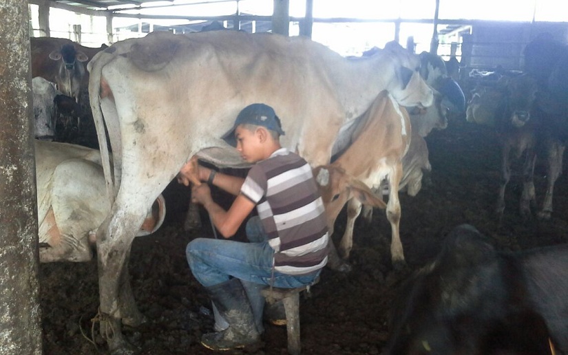 Pequeños productores de leche de Mulukukú trabajan con normalidad