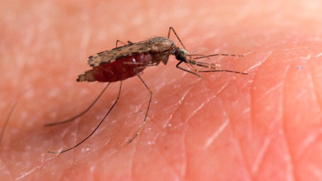 Un parasito mutante amenaza al mundo con la forma más peligrosa de malaria