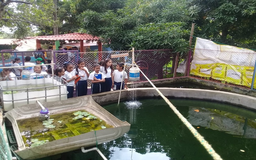 Niños de Primaria aprenden del cuido de Tilapias 