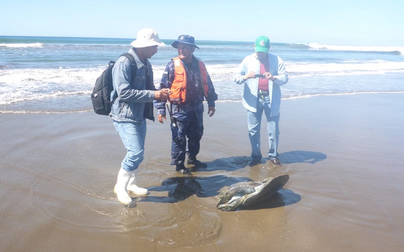 Fuerza Naval encuentra tortugas y peces muertos