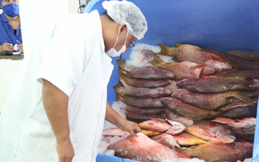 Informan avances de la producción pesquera y acuícola