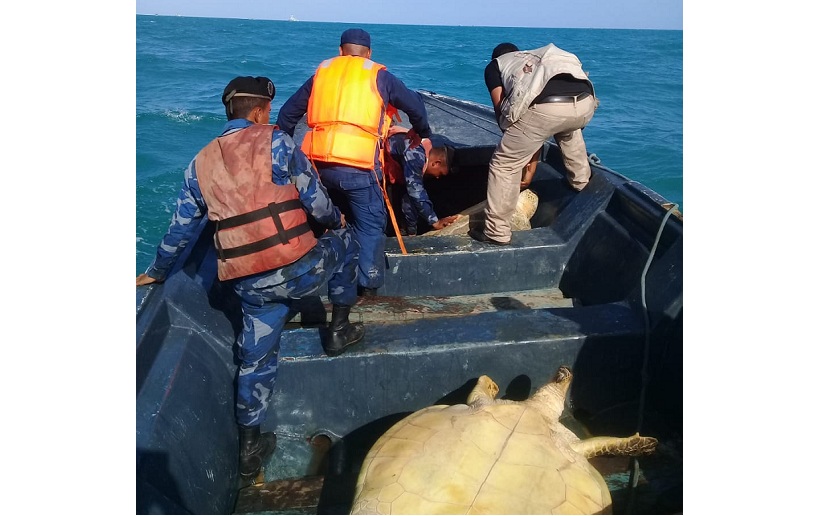 Fuerza Naval decomisa 10 tortugas verdes en el Caribe