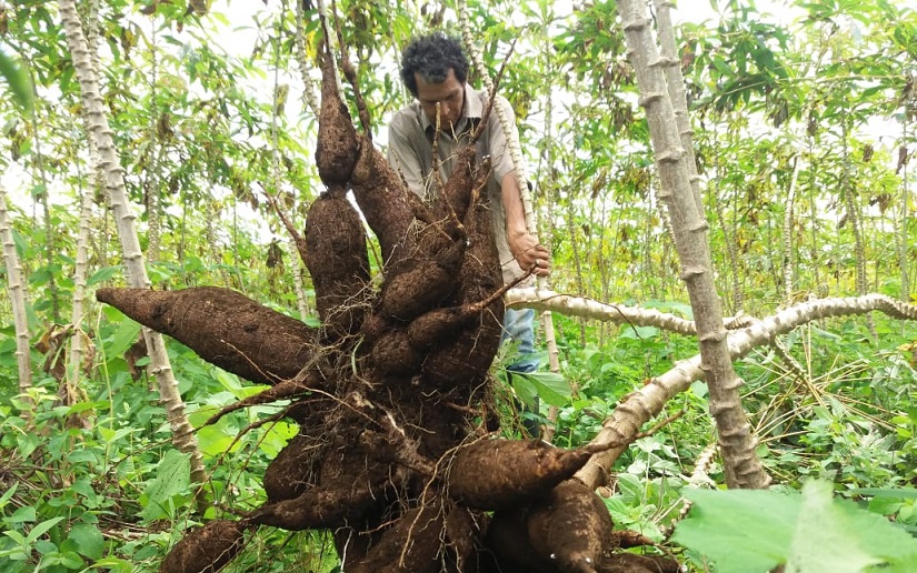 Crece producción de raíces y tubérculos en Nicaragua