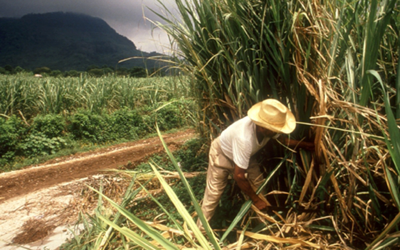 Nicaragua registra crecimiento en la producción de azúcar 