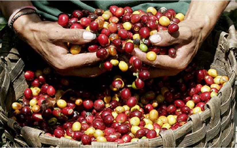 Crece acopio de café en beneficio seco en Nicaragua
