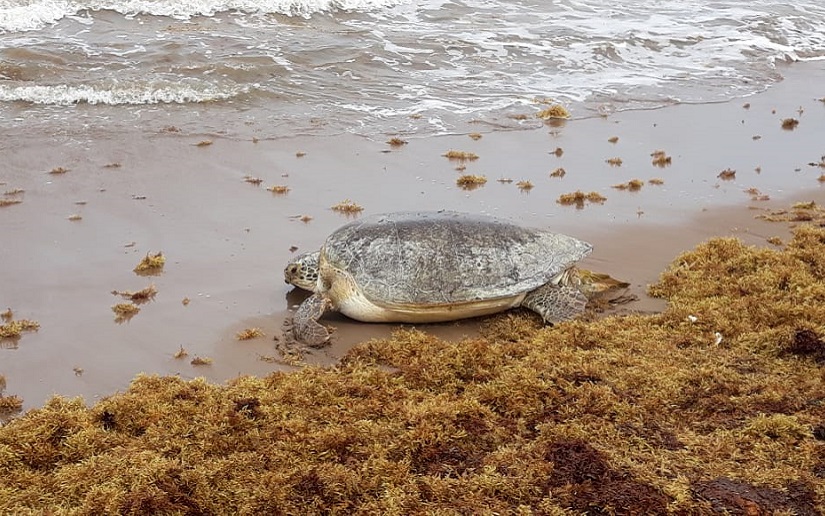 Liberan 15 tortugas verdes en Sandy Bay Sirpi