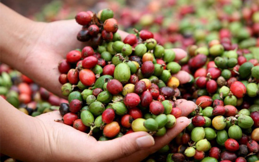 Nicaragua registra crecimiento en cosecha de café 