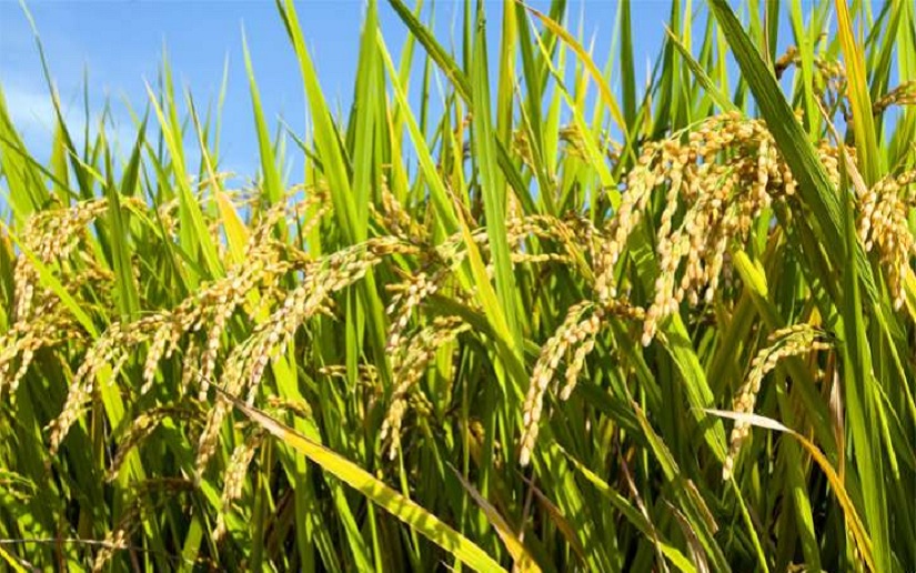 Anuncian importante congreso sobre el arroz en Nicaragua 