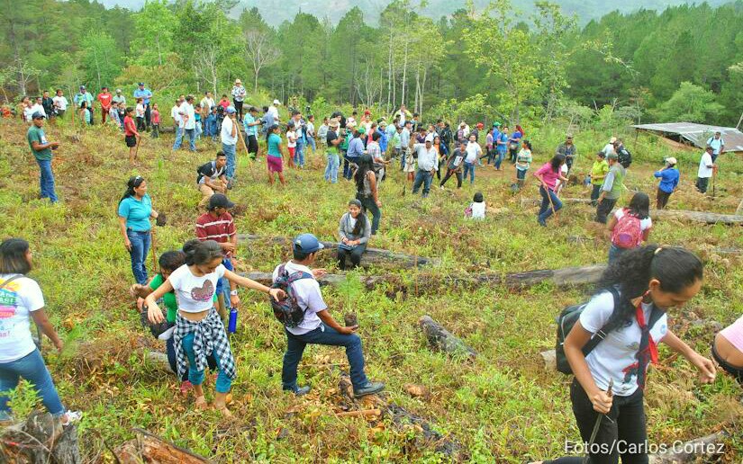25 millones de árboles sembrarán en Nicaragua