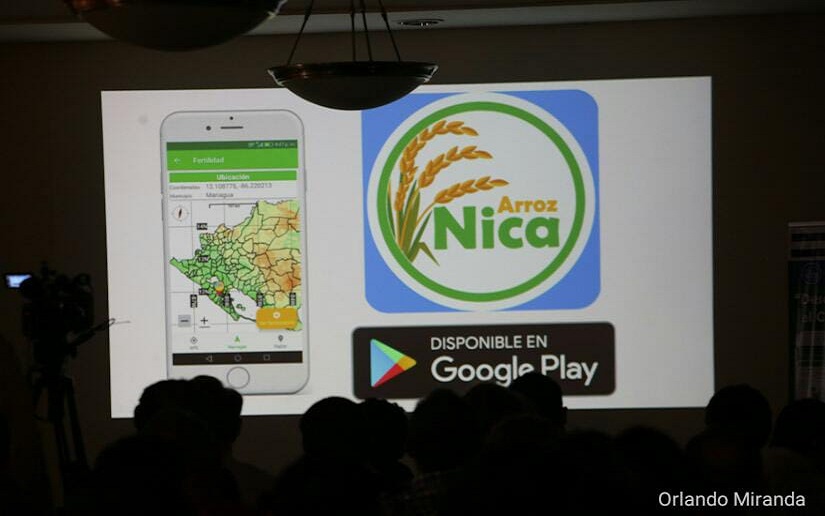 Nicaragua: Productores de arroz contarán con aplicación móvil para aumentar la productividad