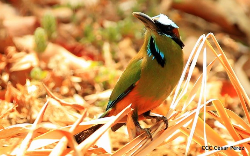 Presentan guía de sitios turísticos para la observación de aves en Nicaragua