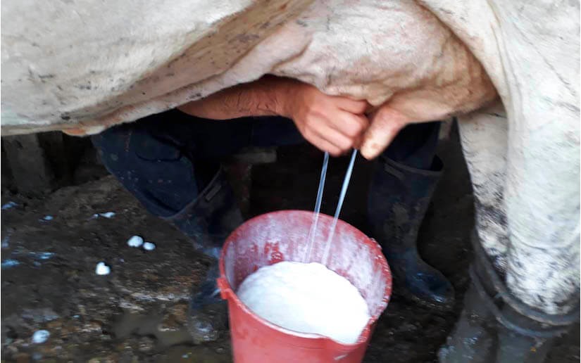 Ministerio Agropecuario: Acopio de leche y producción de carne de res crece a buen ritmo 