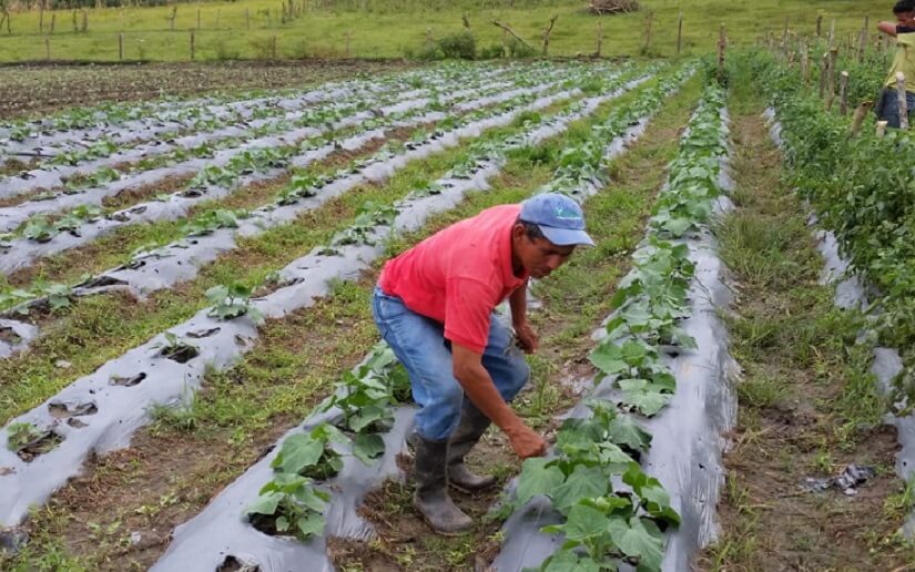 Siembra de primera ha cumplido con expectativas de producción en Nicaragua 