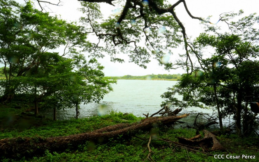 Protección y conservación del medio ambiente una tarea permanente del Gobierno Sandinista
