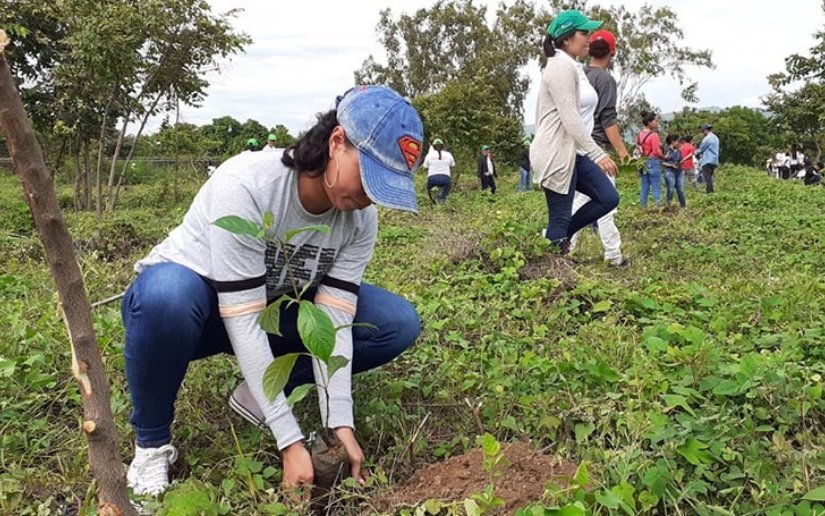 Inicia jornada de reforestación en toda Nicaragua